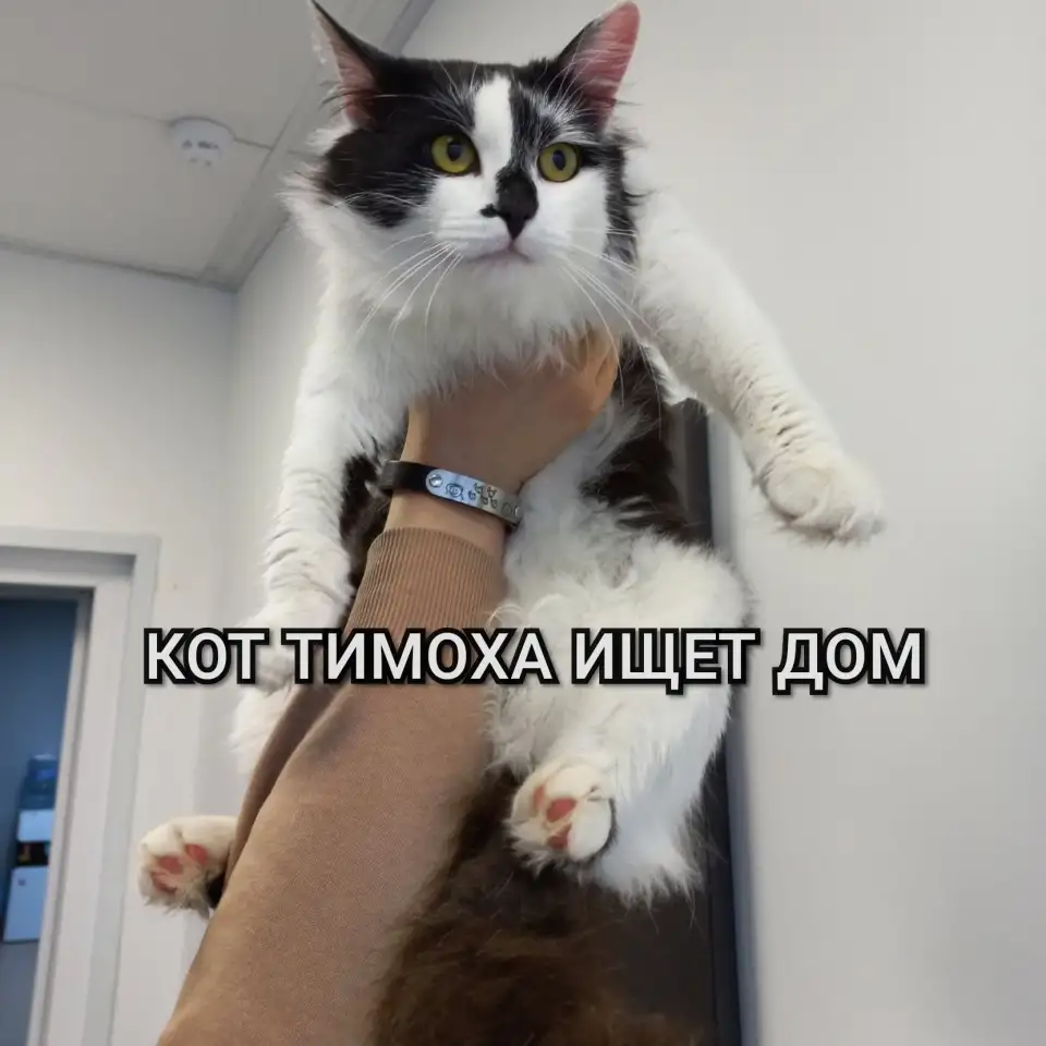 Кот ТИМОХА ищет дом, фотография 2