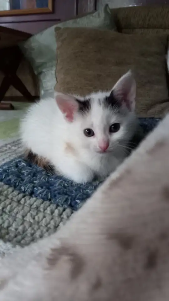 Отдам милых котят в добрые руки, фотография 1
