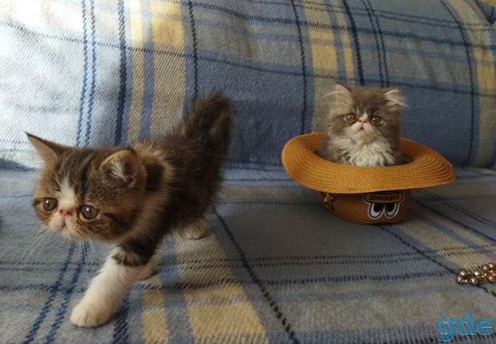 Котята экзоты, фотография 4