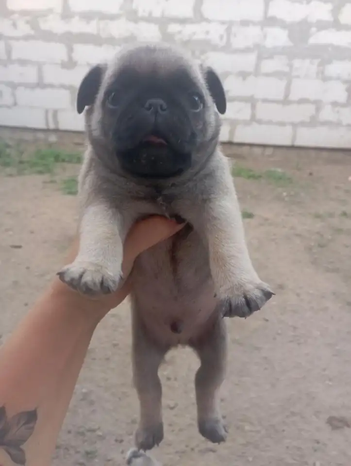 Продам Щенков чистокровные Мопсы, фотография 4