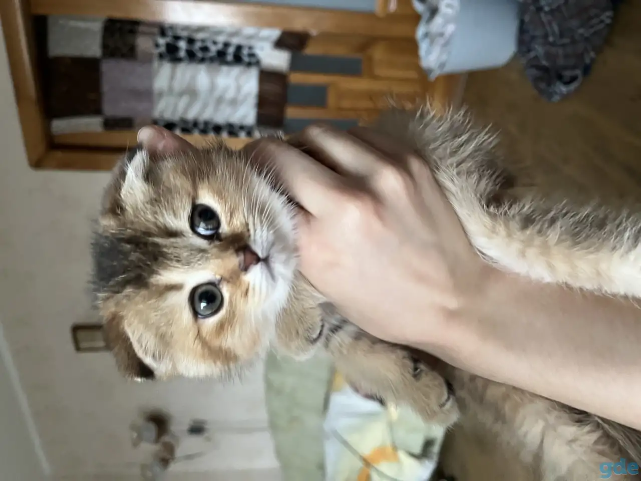 Шотландские вислоухие котята, фотография 1