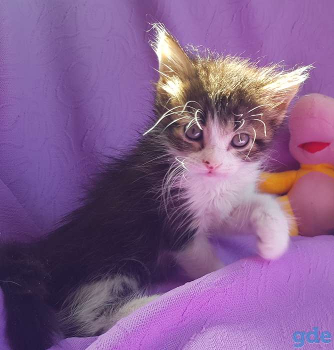 Котята бесплатно,коты., фотография 5