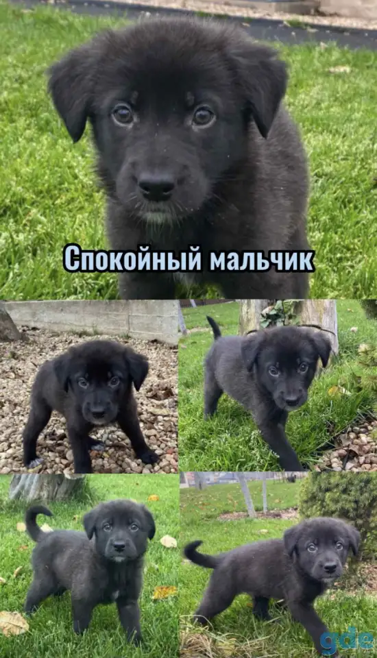 Щенки бесплатно, фотография 5