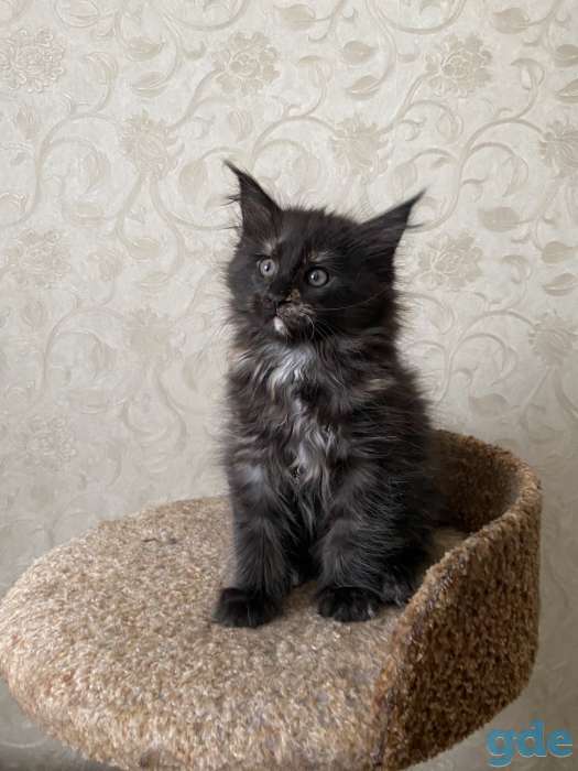 Котята мейн-куны, фотография 7