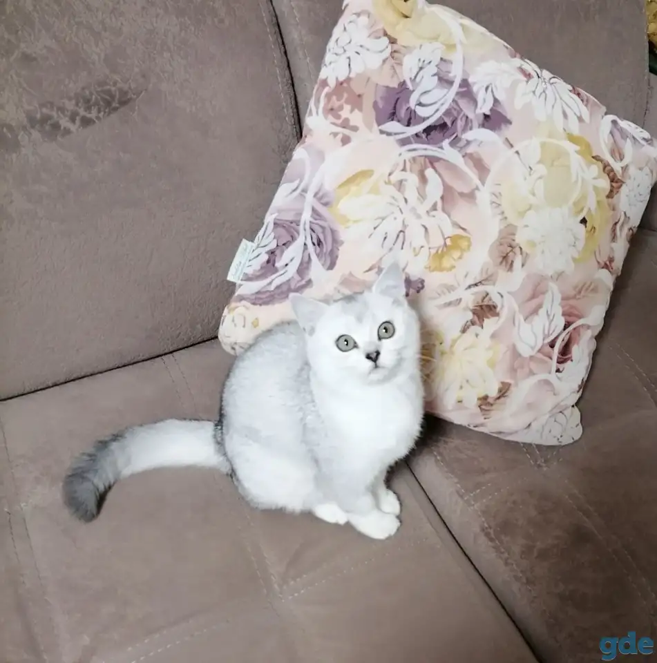Британские котята, фотография 2
