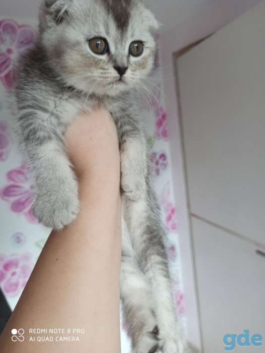 Котята, фотография 2