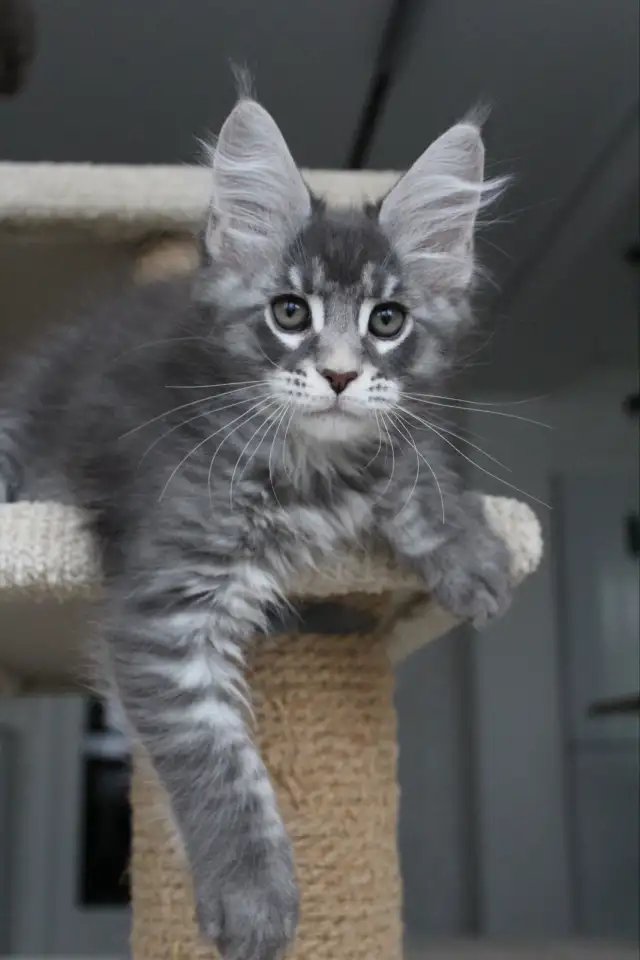 Котенок мейн-кун!, фотография 6