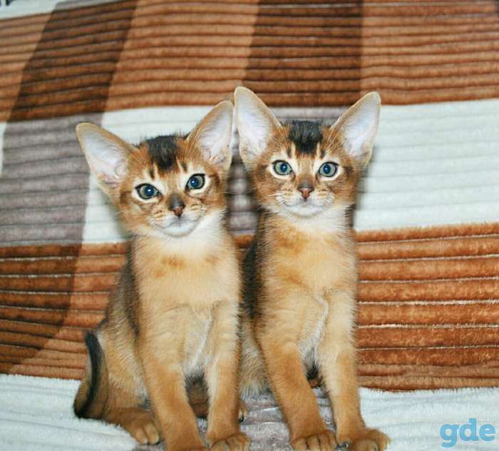 Абиссинский котенок, фотография 1