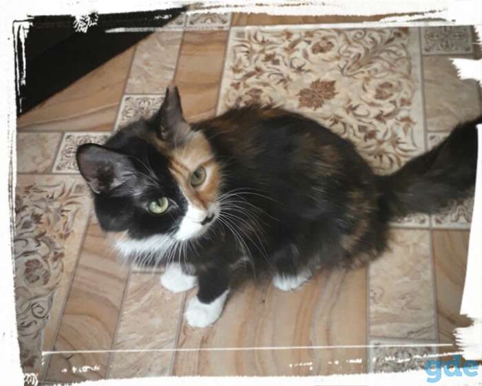 Котята, фотография 6