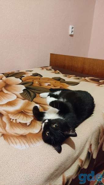 Котенок ищет дом или передержку, фотография 2
