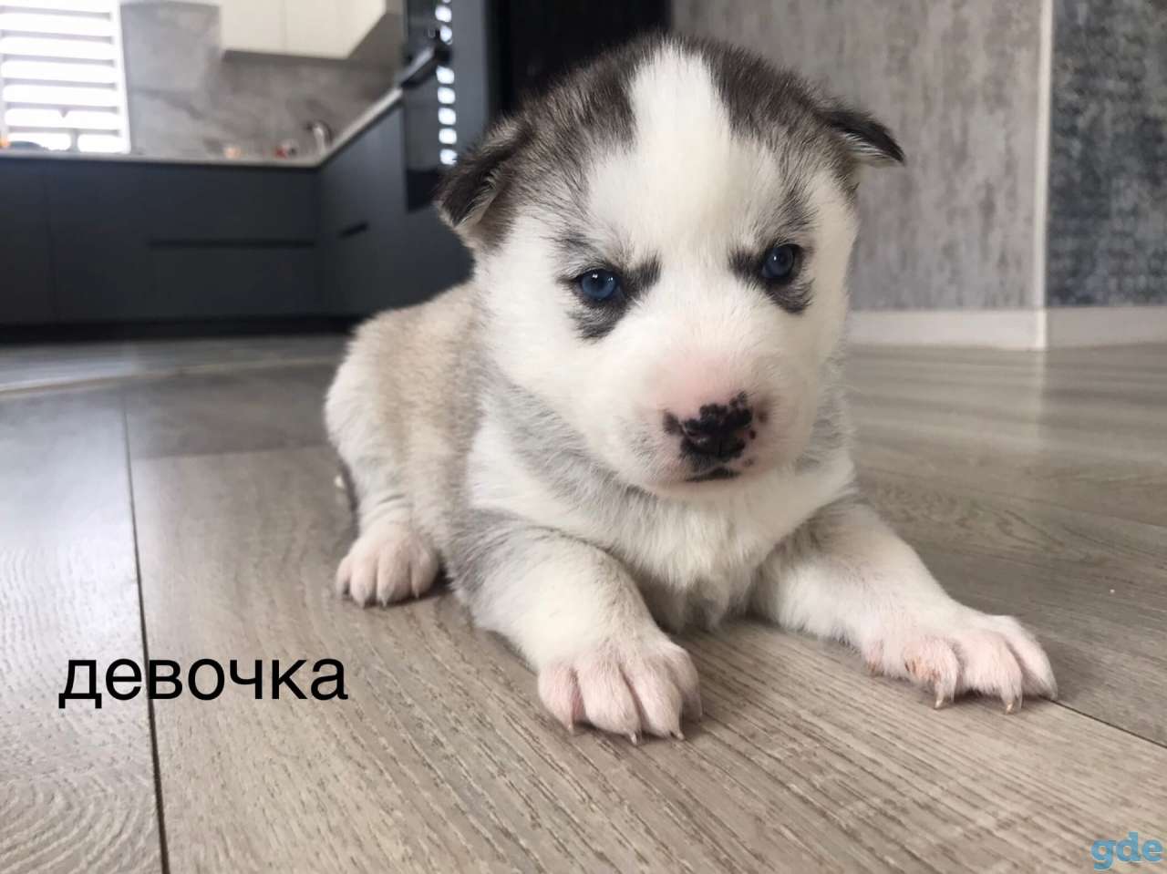 Щенки хаски, фотография 3