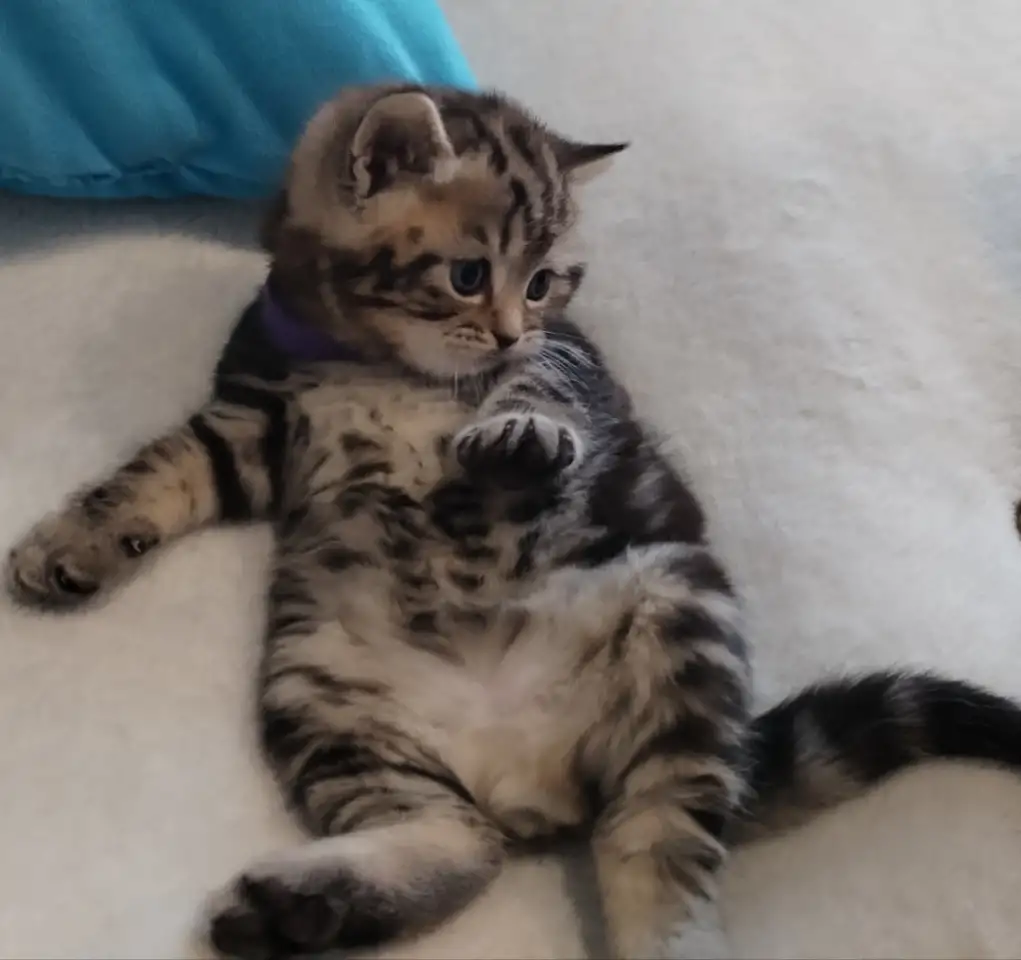 Котята шотландские., фотография 4