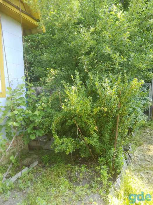 Продам дачу в черте г. Гомеля, фотография 2