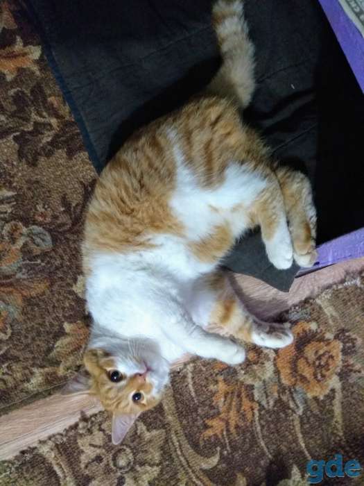 Котята в дар, фотография 6