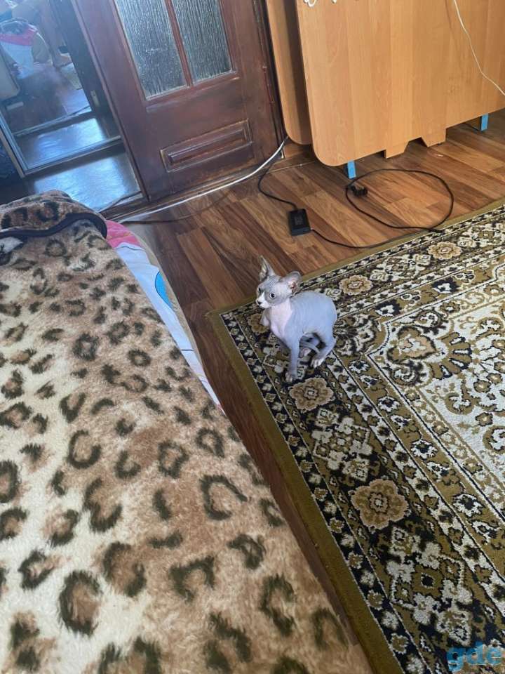 Продаётся котёнок Канадского сфинкса, фотография 5