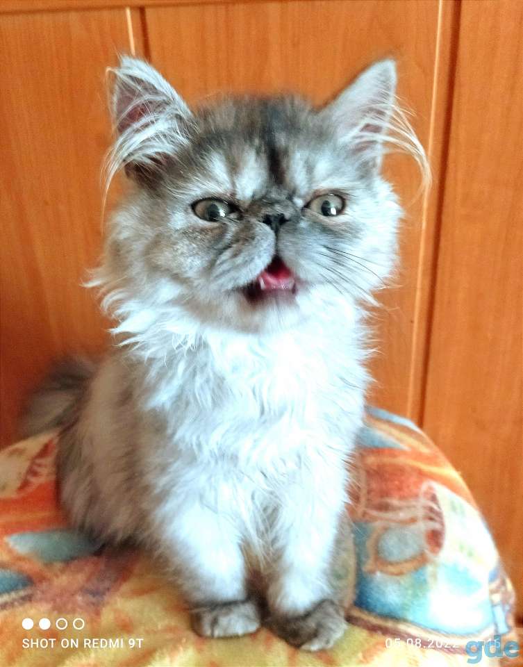 Персидские котята экстремального типа чистокровные.Персы.Котята., фотография 2