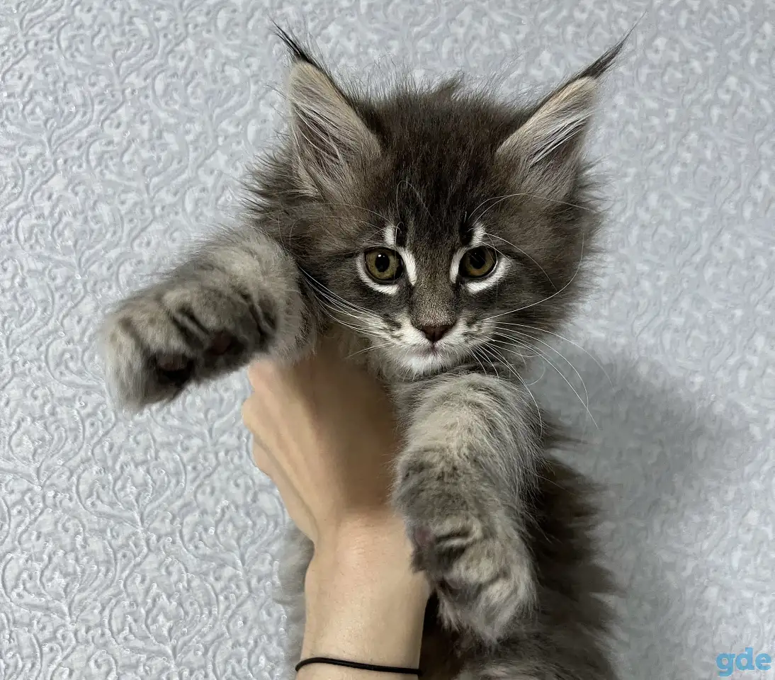 Мейн кун, фотография 1