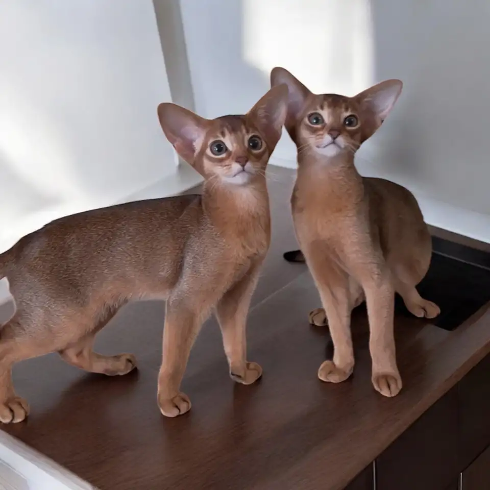Абиссинские котята, фотография 1
