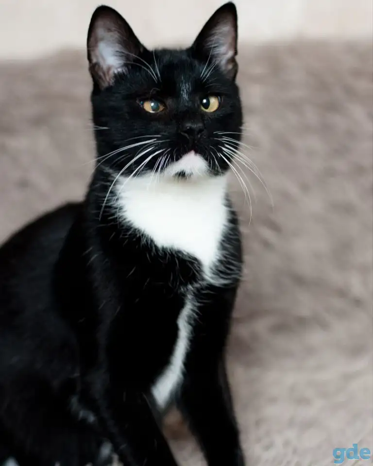 Котик в добрые руки, фотография 5