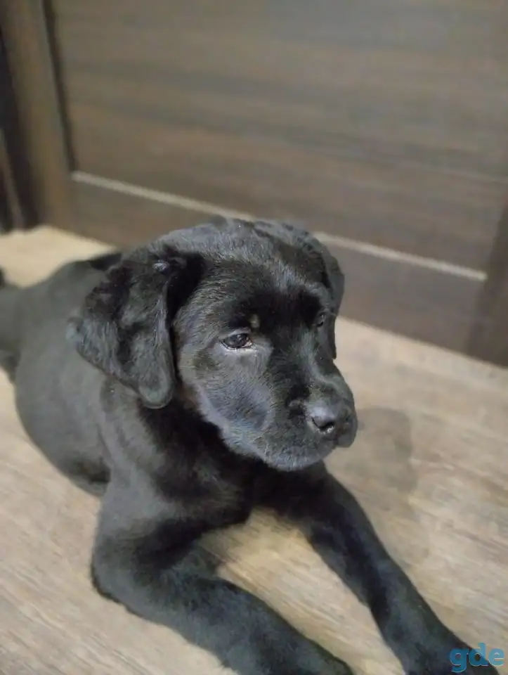 Щенки лабрадора из питомника MercuryPuppy, фотография 3
