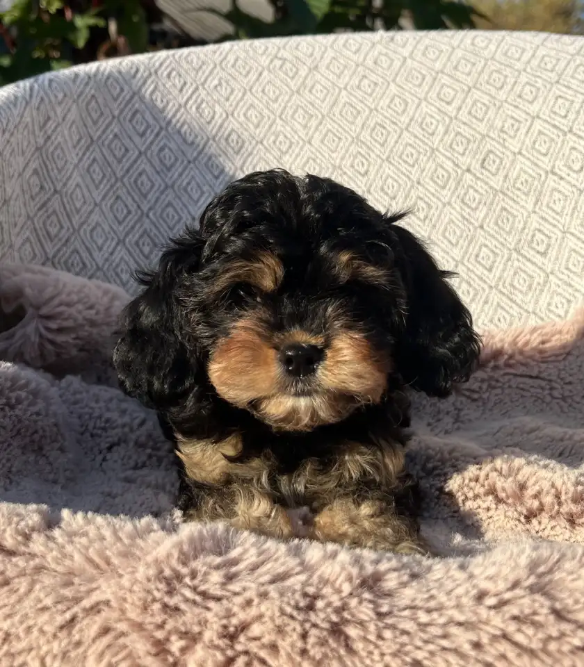 Кавапу девочка мини (Cavapoo), фотография 1
