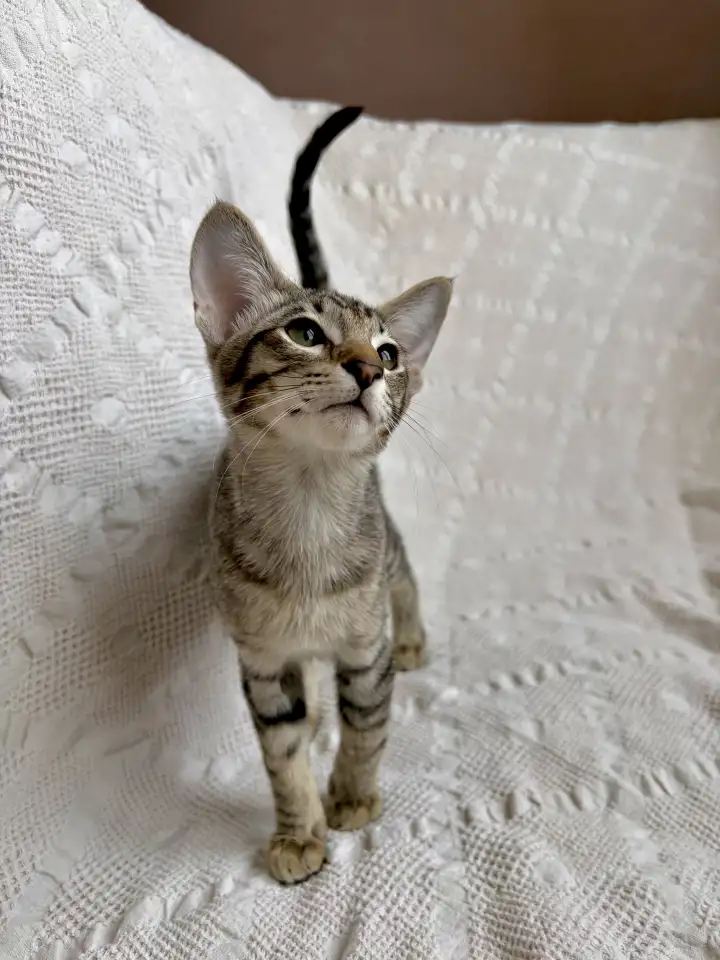 Котята ориентальной породы девочки, фотография 1