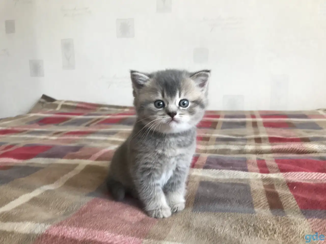Шотландские котята, фотография 1
