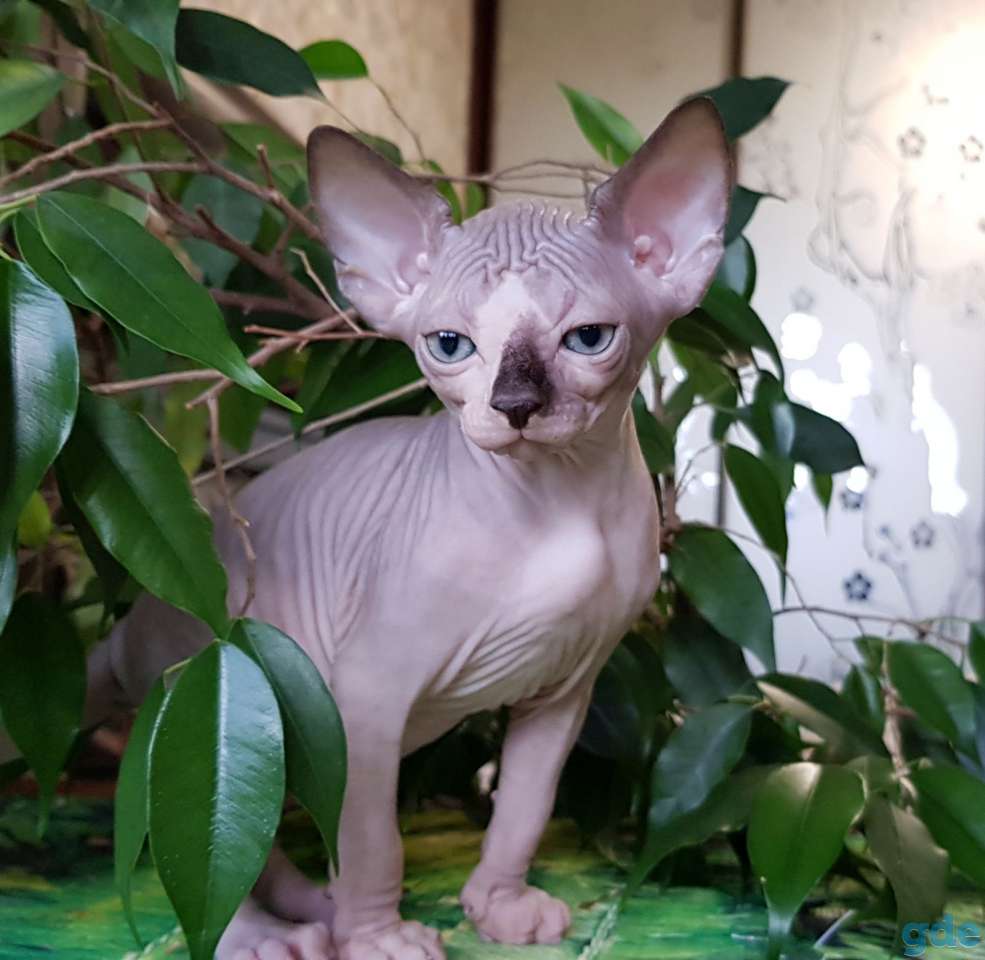 Котята породы Канадский сфинкс, фотография 2