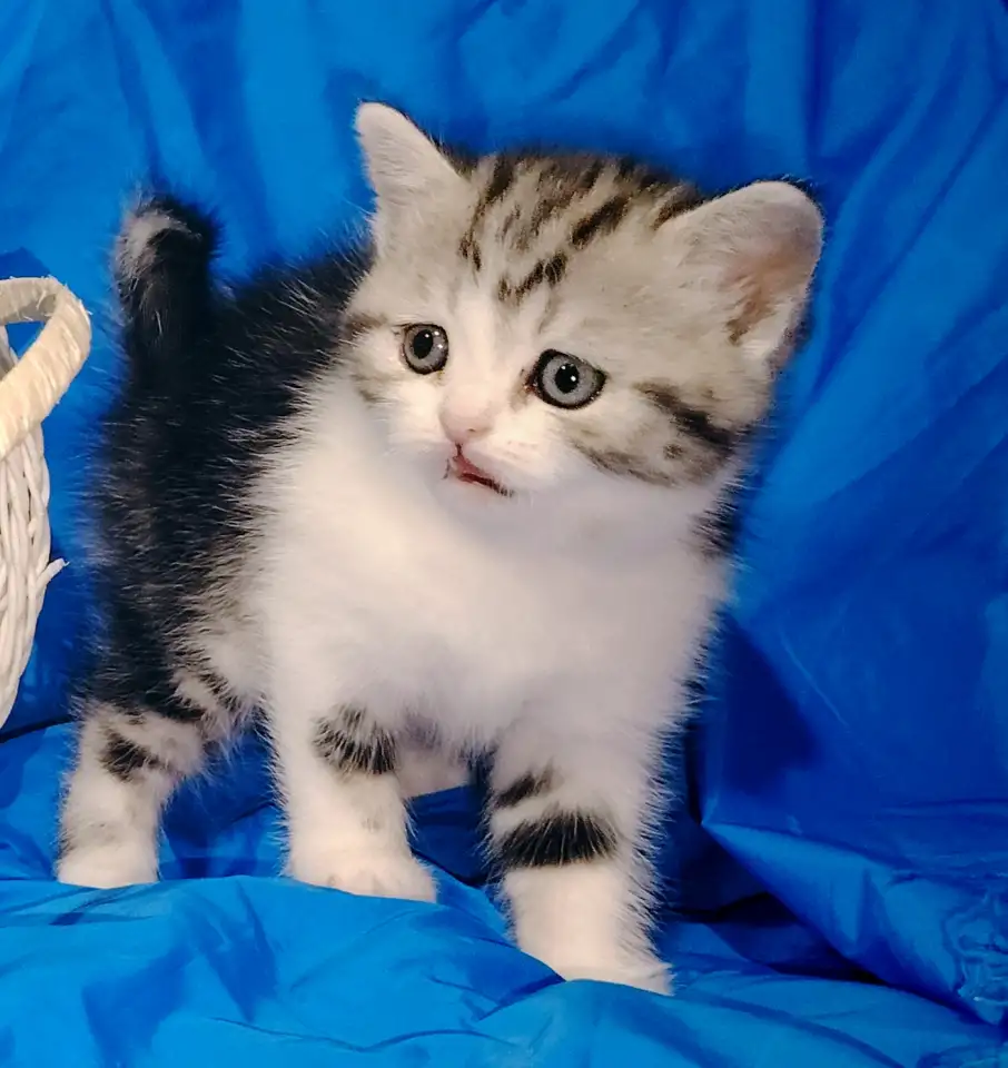 Шотландская кошечка котенок., фотография 1