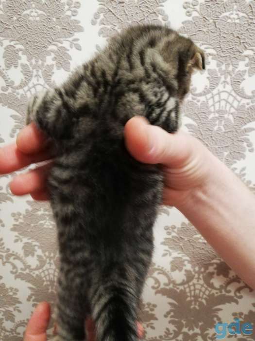 Шотландский вислоухий котенок, фотография 6