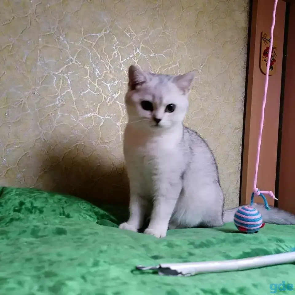 Британские котята, фотография 2