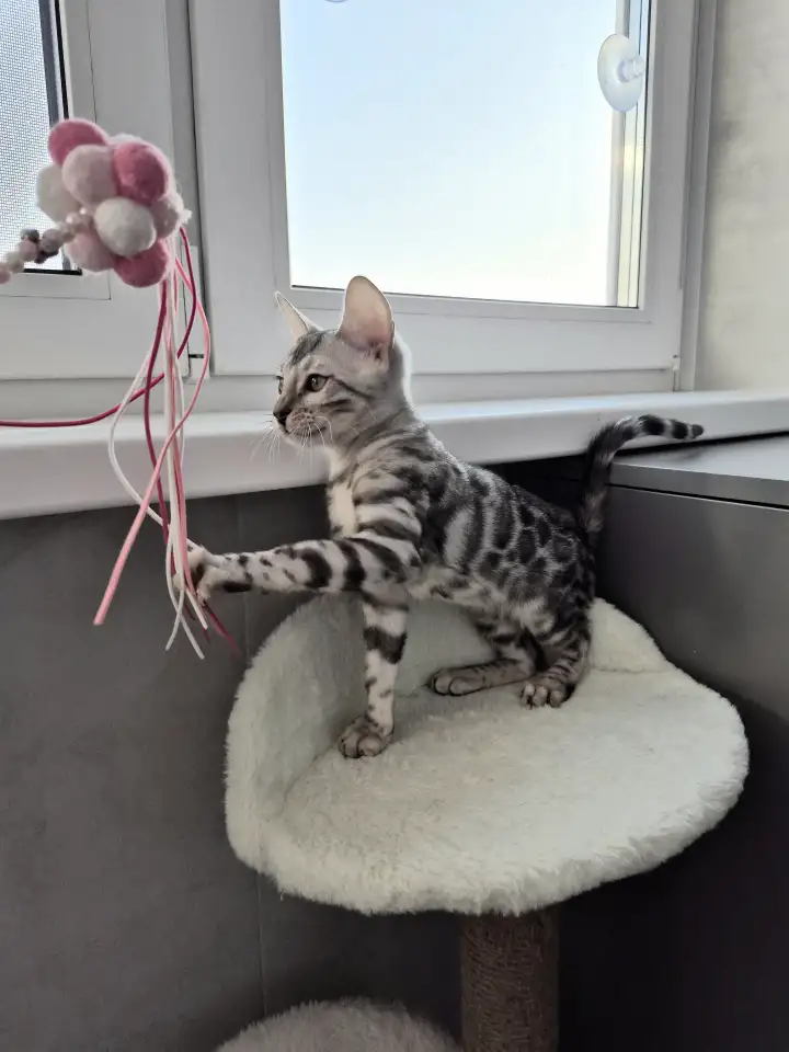 Бенгальские котята, фотография 3