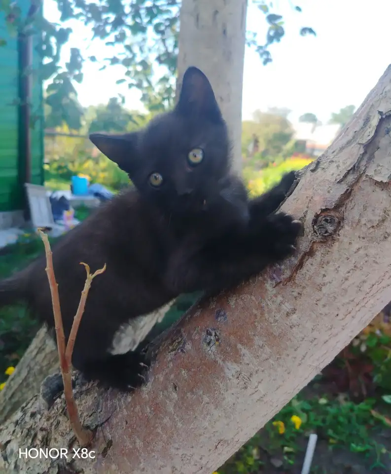 Милые котята ищут дом, фотография 6