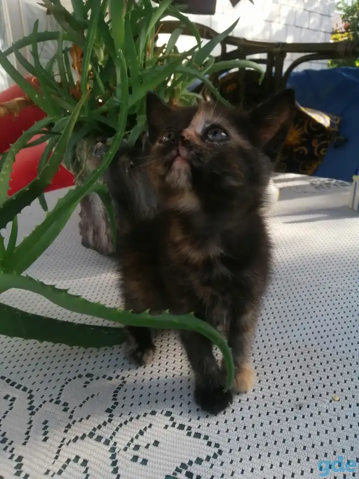 Котенок уникальной расцветки, фотография 4