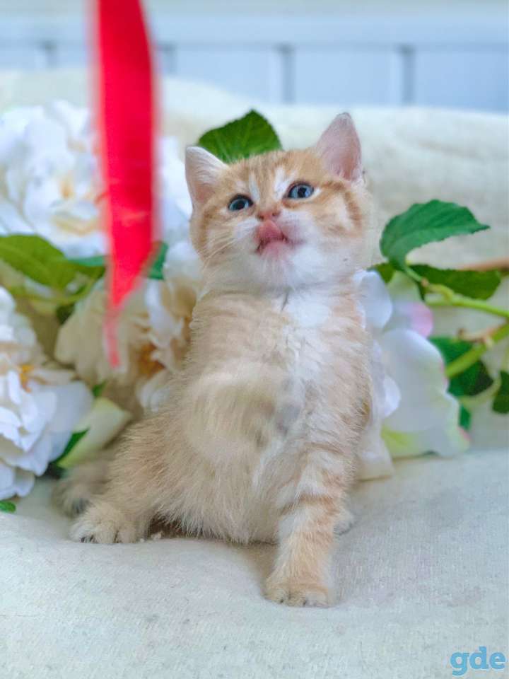 Котята шотландские ЗОЛОТАЯ ШИНШИЛЛА цена снижена!, фотография 7