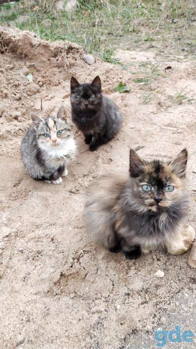 Котята ищут дом или передержку!, фотография 2