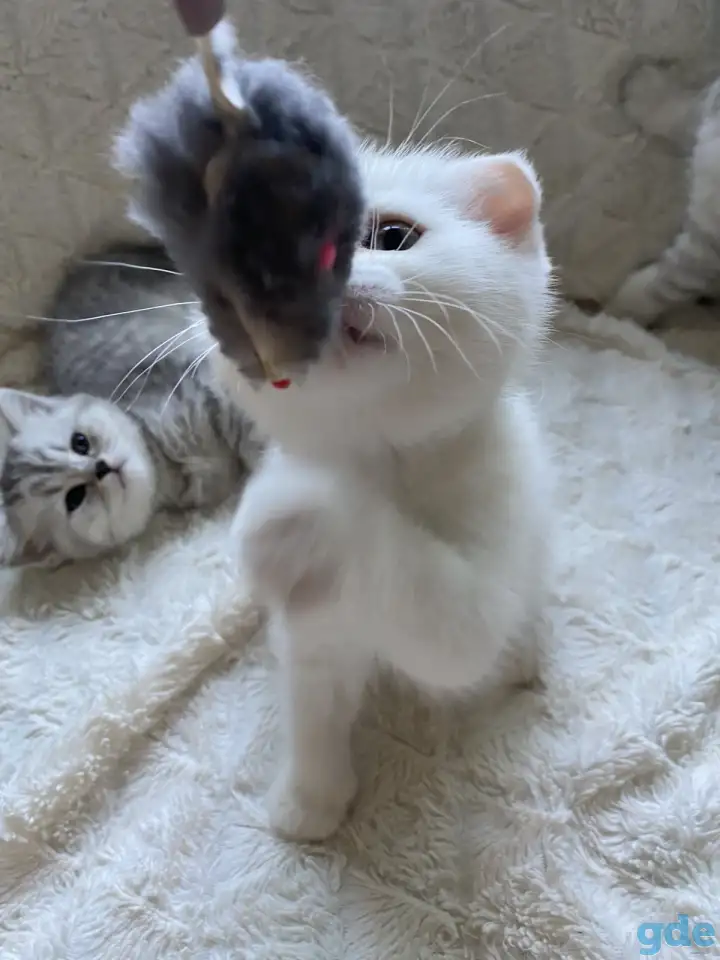 Шотландские милашки, фотография 13