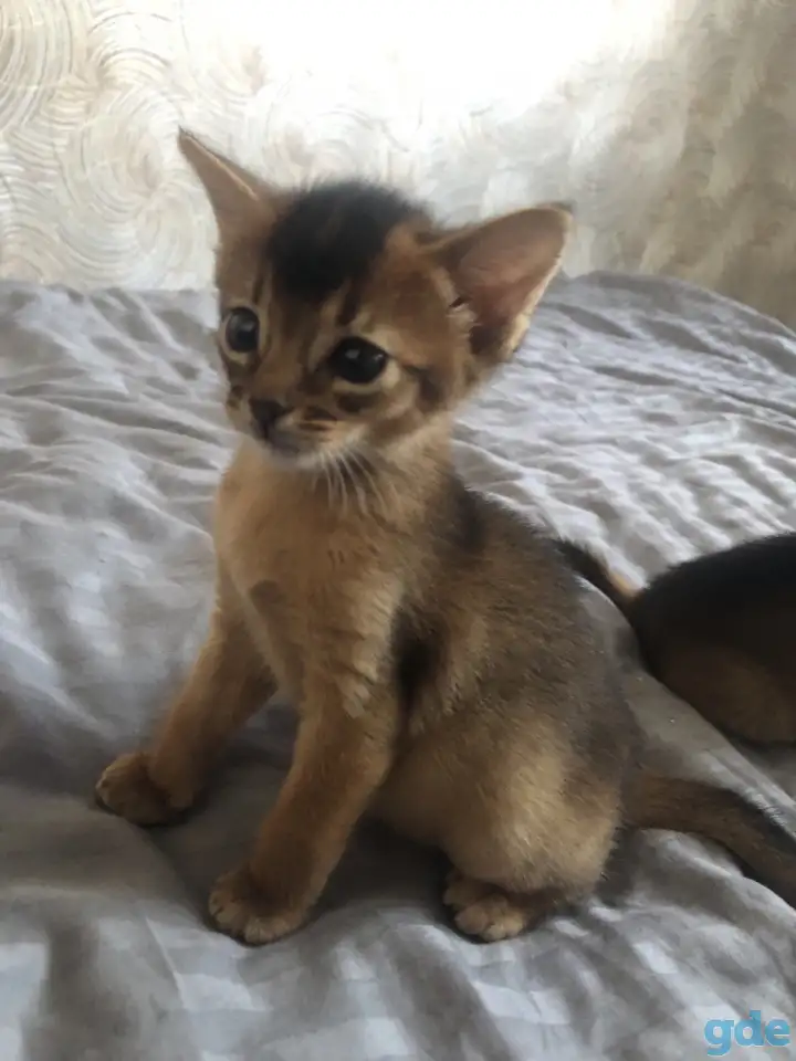 Абиссинский котенок, фотография 1