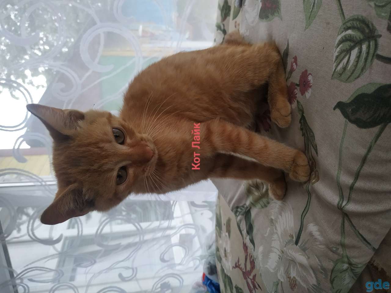 Котята в дар, фотография 4