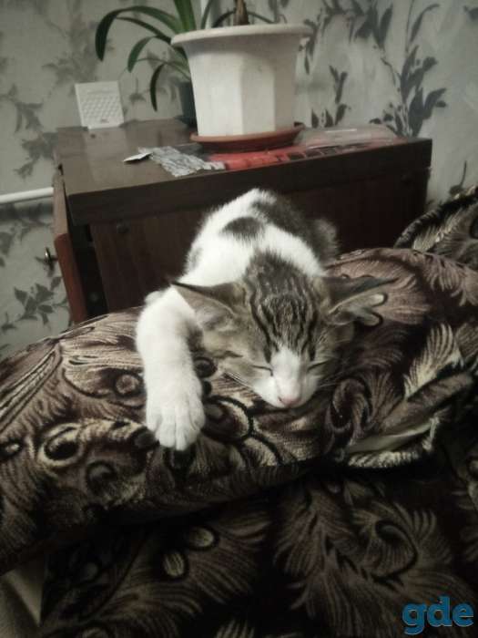 Отдам котенка, фотография 4