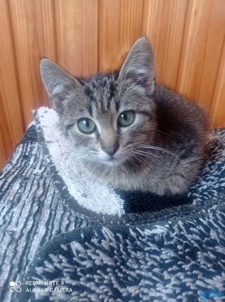 Котенок в дар, фотография 5