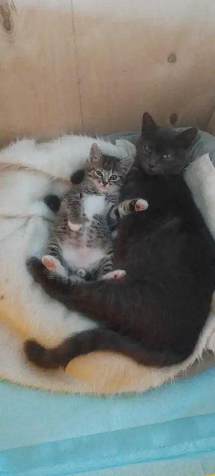 котята даром, фотография 2