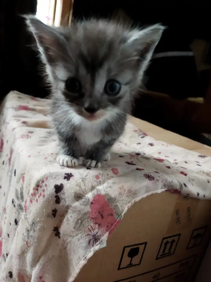 Котята даром, фотография 1