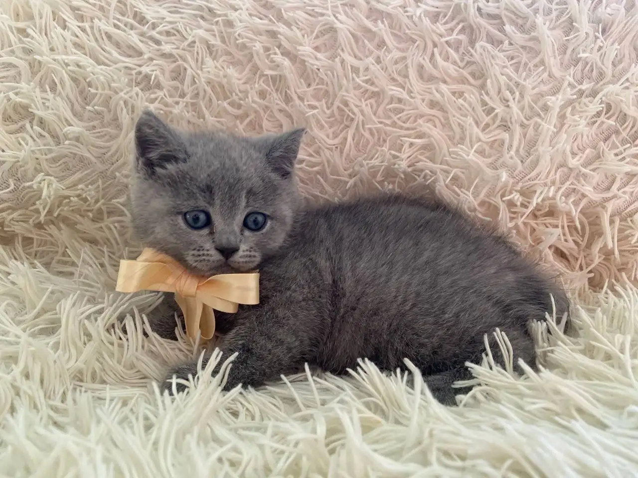 Британские котята, фотография 11