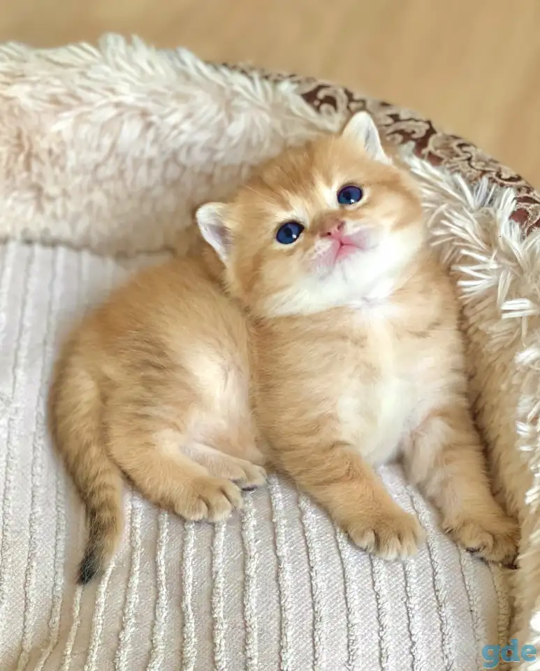 ЗОЛОТАЯ ШИНШИЛЛА шотландские котята, фотография 2
