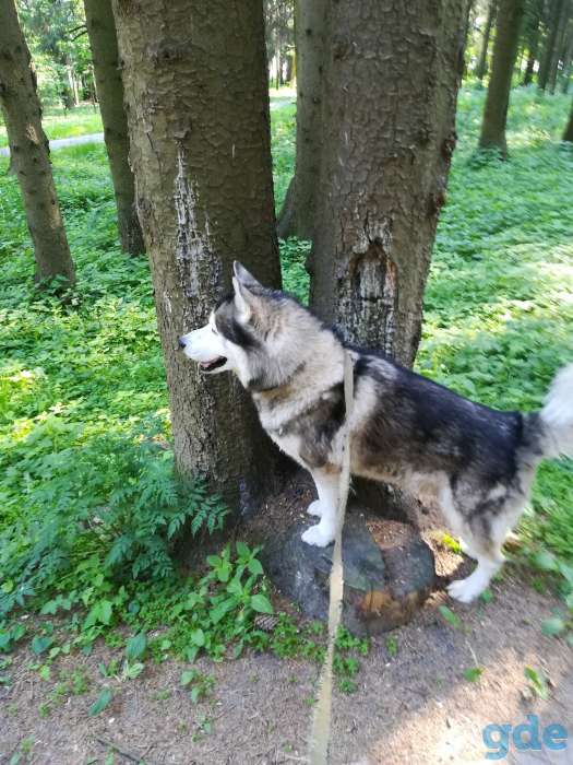 Отдам в хорошие руки хаски бесплатно, срочно, фотография 1