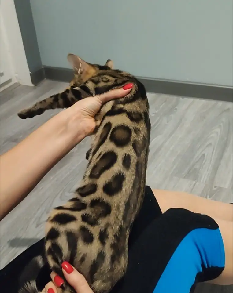 Бенгальский котенок девочка, фотография 7