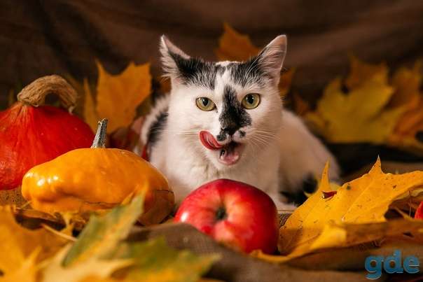 Кошка ищет дом, фотография 2