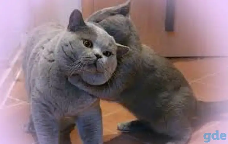 Британский короткошерстный.   Вязка., фотография 2