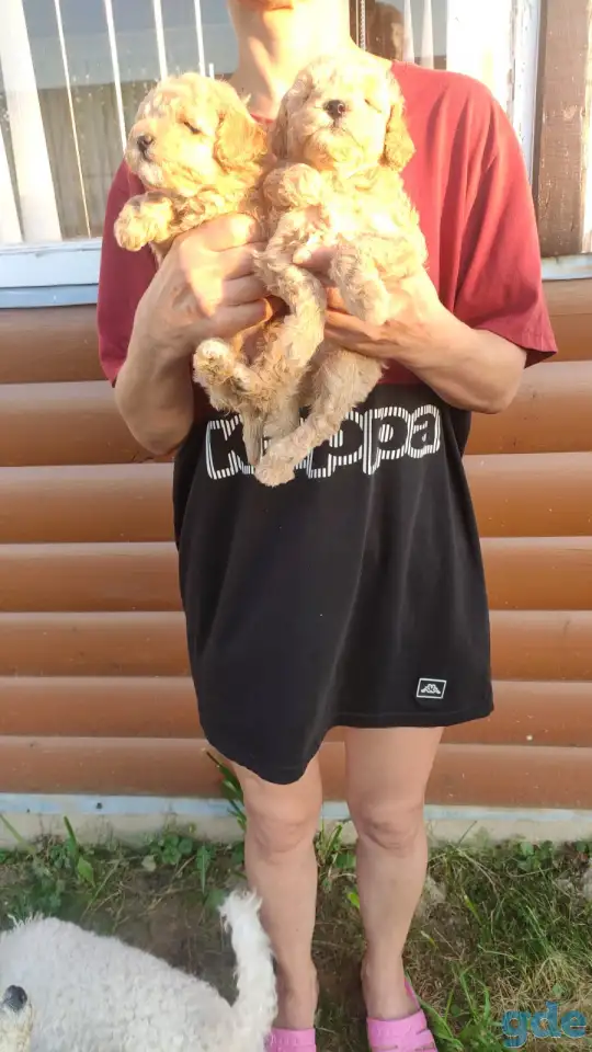 Той Пуделя щенки мальчики и девочки, фотография 1